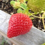 First Strawberry of the year