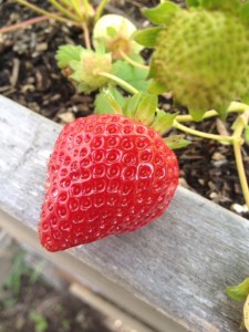 First Strawberry of the year
