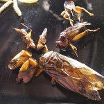 bugs2