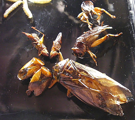 bugs2 bugs2